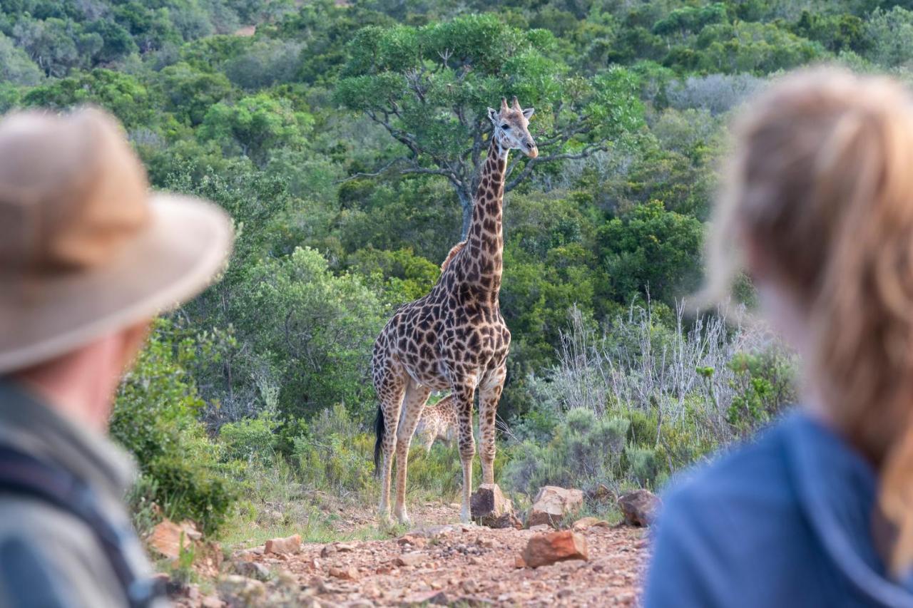 Addo Elephant Safari Lodge - Bellevue Forest Reserve Paterson ภายนอก รูปภาพ