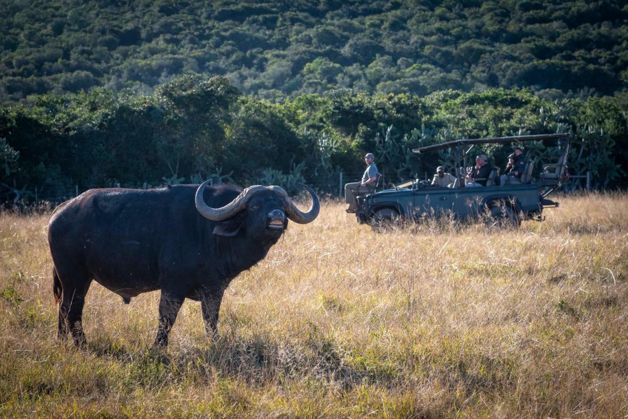 Addo Elephant Safari Lodge - Bellevue Forest Reserve Paterson ภายนอก รูปภาพ