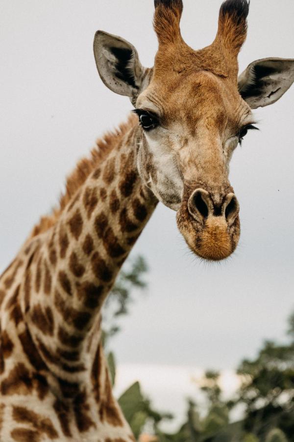 Addo Elephant Safari Lodge - Bellevue Forest Reserve Paterson ภายนอก รูปภาพ